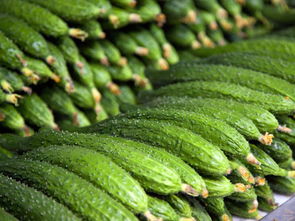 专业蔬菜配送服务 松岗地区价格解析与利源农副产品配送优势